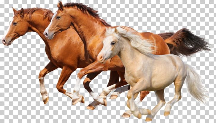 Let's Learn About Horses Gallop Stallion Let's Learn About Things To Drive PNG, Clipart, Gallop, Horse, Horses, Learn, Stallion Free PNG Download