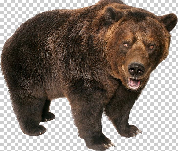 American Black Bear Grizzly Bear Polar Bear Pizzly Kamchatka Brown Bear PNG, Clipart, American Black Bear, Animals, Bear, Bears, Brown Bear Free PNG Download