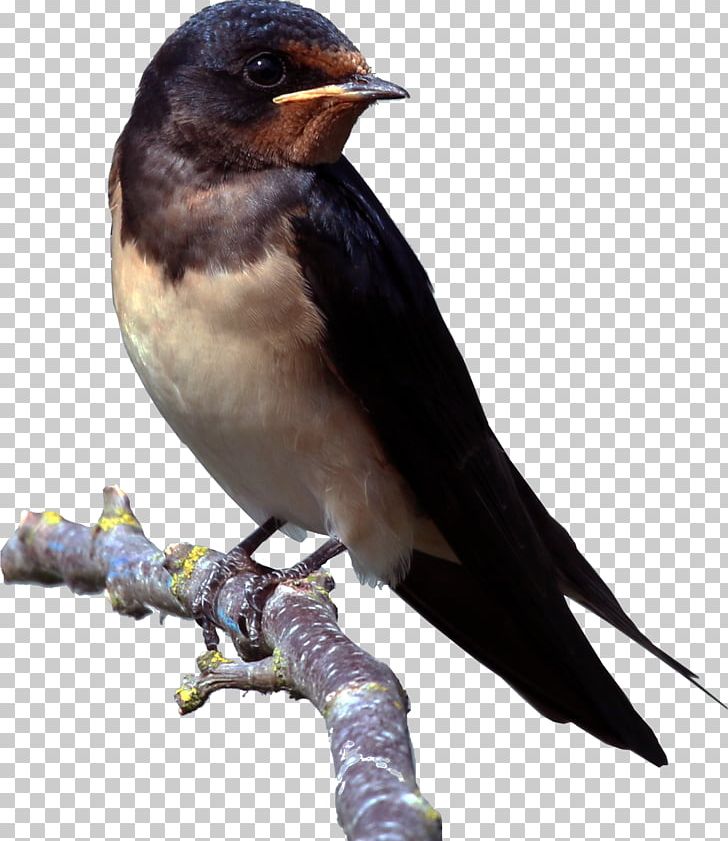 Bird Passerine Barn Swallow Parasite-stress Theory House Sparrow PNG, Clipart, Animals, Barn Swallow, Beak, Bird, Bird Migration Free PNG Download