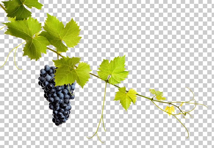 Common Grape Vine Grape Leaves Wine PNG, Clipart, Branch, Collage, Common Grape Vine, Flowering Plant, Food Free PNG Download