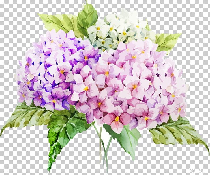 French Hydrangea Drawing Flower Watercolor Painting PNG, Clipart, Annual Plant, Cornales, Cut Flowers, Floral Design, Floristry Free PNG Download