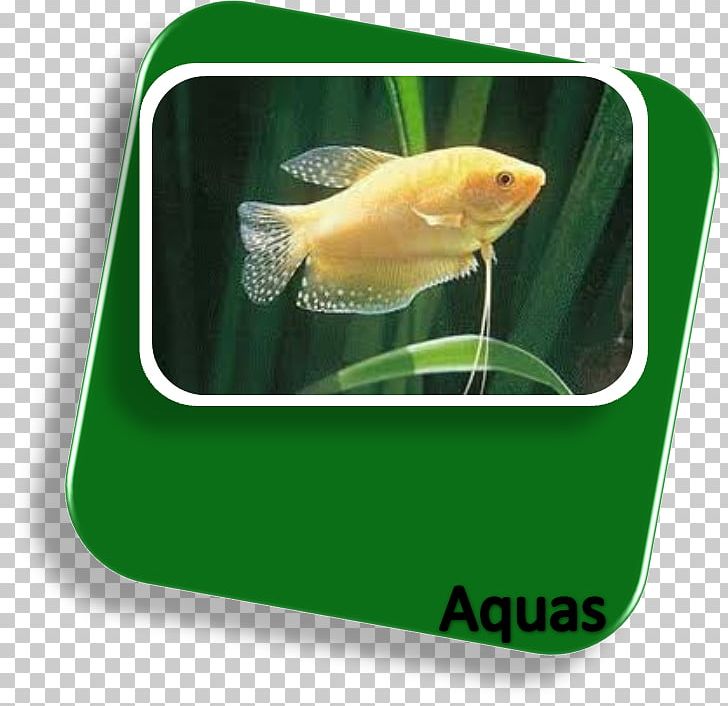 Goldfish Siamese Fighting Fish Aquarium Kissing Gourami PNG, Clipart,  Free PNG Download