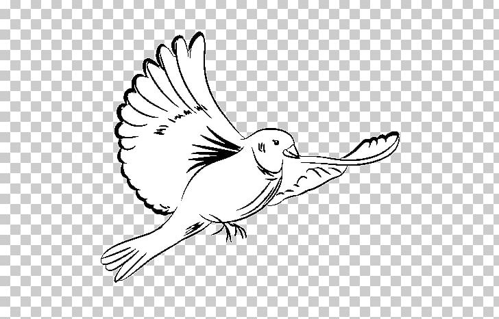 Rock Dove Columbidae Doves As Symbols Drawing Bird PNG, Clipart, Animals, Art, Artwork, Beak, Bird Free PNG Download