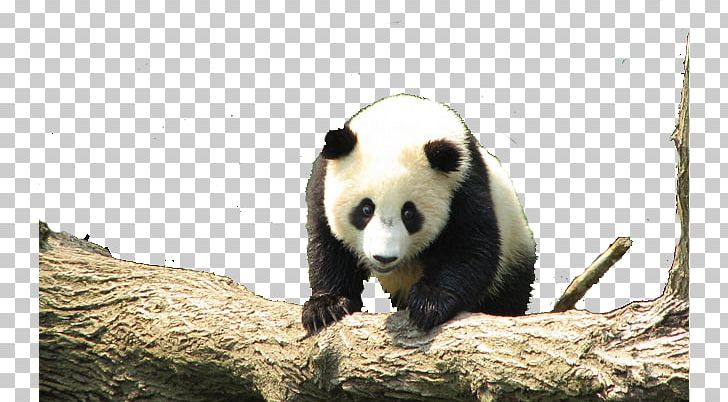 Giant Panda Red Panda Cuteness PNG, Clipart, Animal, Bear, Black, Black And White, Carnivoran Free PNG Download