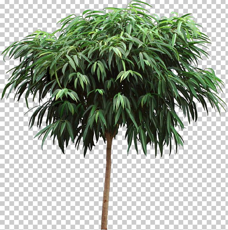 Houseplant Tree Flowerpot Ficus Maclellandii PNG, Clipart, Arecales, Borassus Flabellifer, Buckle, Conifers, Dracaena Free PNG Download