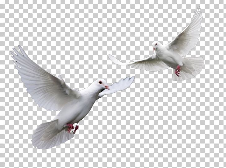 Bird Columbidae Domestic Pigeon PNG, Clipart, Beak, Bird, Columbidae, Computer Icons, Domestic Pigeon Free PNG Download