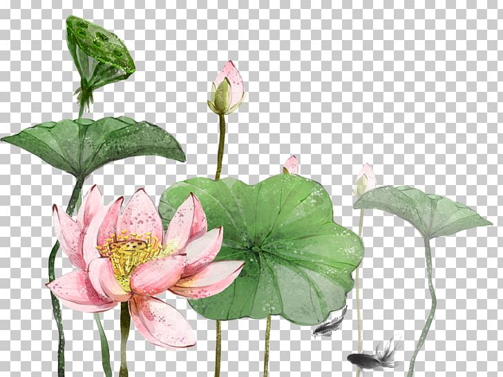 Nelumbo Nucifera China Festival PNG, Clipart, Annual Plant, Aquatic Plant, Art, Botany, Calligraphy Free PNG Download