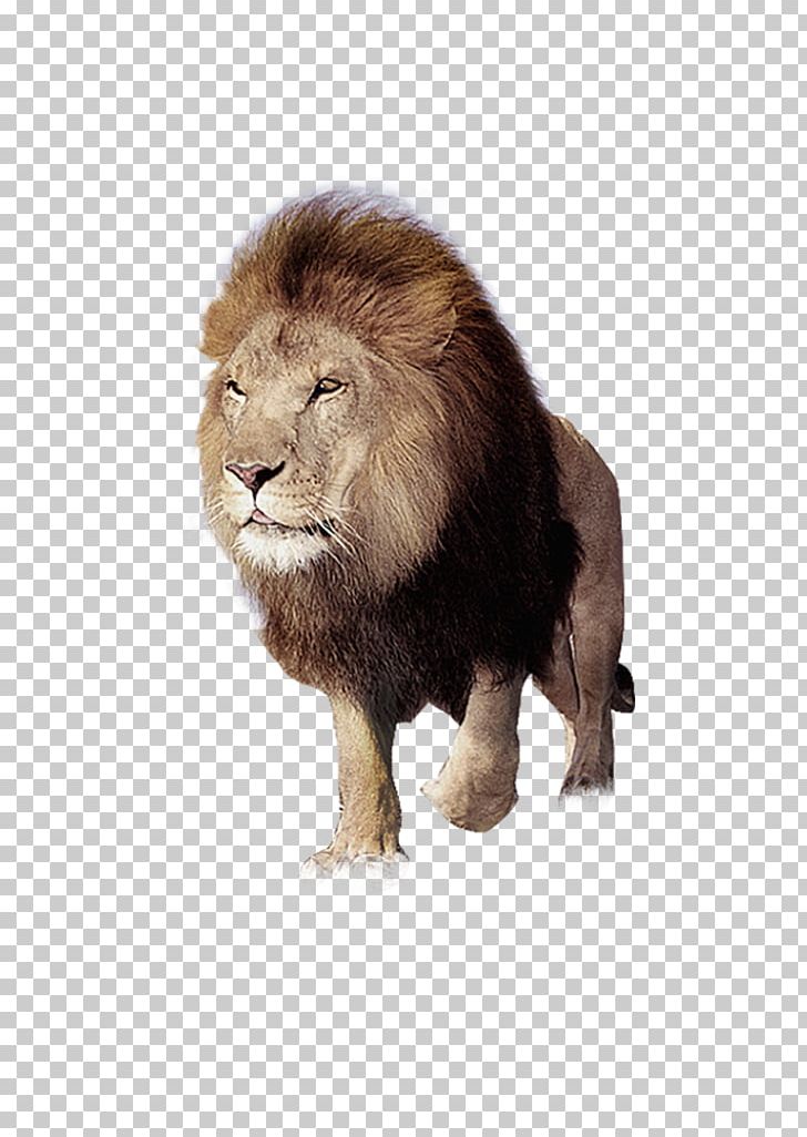 East African Lion Tiger PNG, Clipart, Anger, Animal, Animals, Big Cats, Carnivoran Free PNG Download