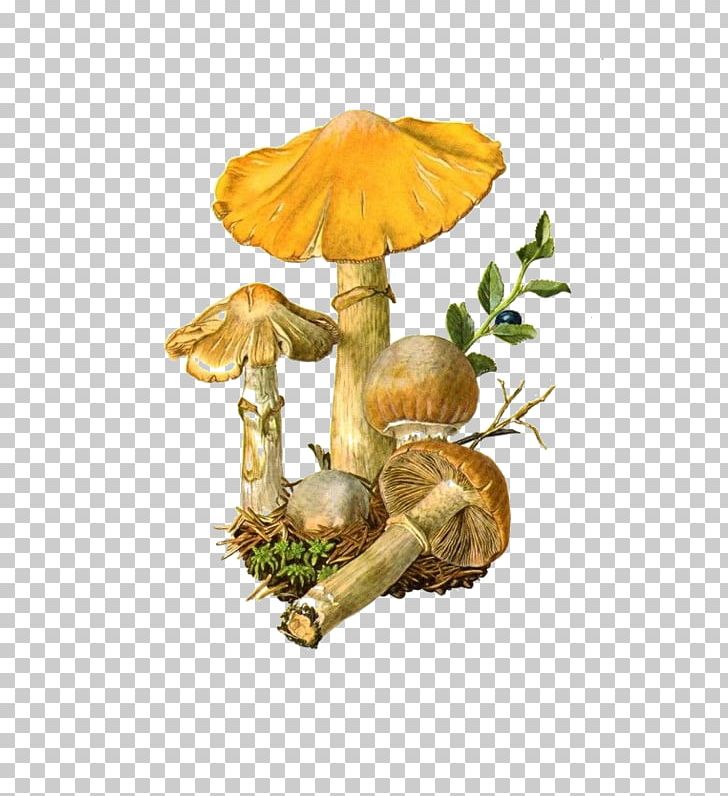 Edible Mushroom Fungus Amanita Muscaria Suillus Luteus PNG, Clipart, Amanita Muscaria, Boletaceae, Boletus, Botany, Drawing Free PNG Download