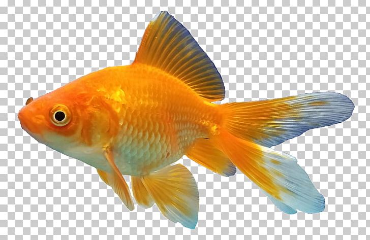 Goldfishes Feeder Fish Aquarium PNG, Clipart, Animal, Animals, Animal World, Aquarium, Bony Fish Free PNG Download