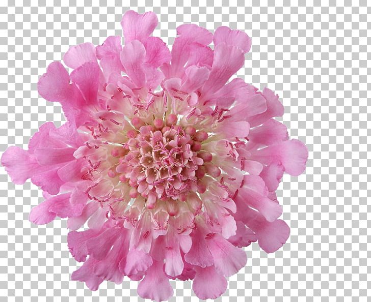 Pink Flowers Pink Flowers Chrysanthemum Rose PNG, Clipart, Chrysanthemum, Chrysanths, Color, Cut Flowers, Dahlia Free PNG Download