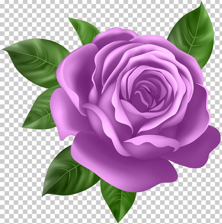 Rose Purple PNG, Clipart, Camellia, Clip, Clipart, Cut Flowers, Desktop Wallpaper Free PNG Download