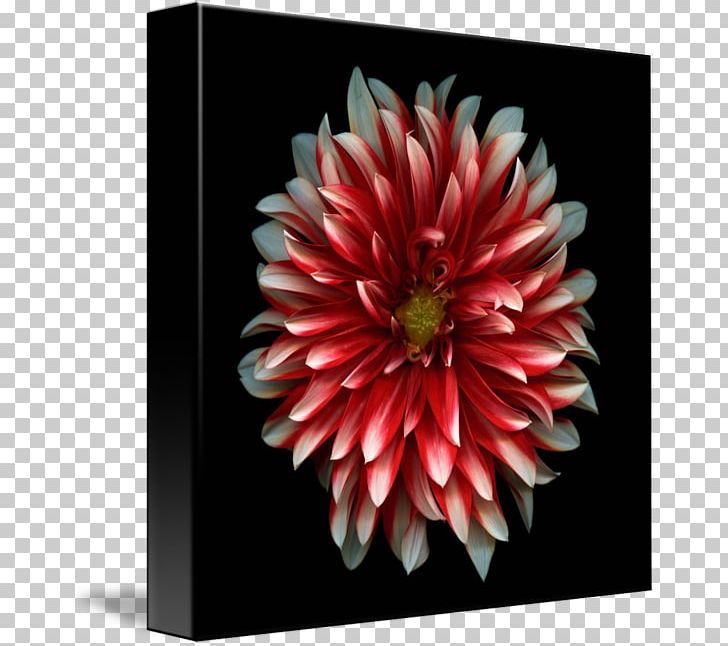 4K Resolution LG Electronics Ultra-high-definition Television OLED PNG, Clipart, 4k Resolution, Chrysanths, Dahlia, Daisy Family, Flower Free PNG Download
