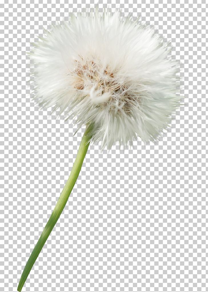 Dandelion Flower Photography PNG, Clipart, Albom, Art, Chemical Element, Cut Flowers, Daisy Family Free PNG Download