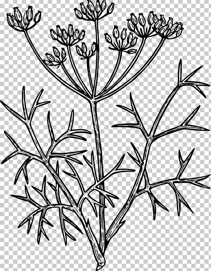 Fennel Drawing Herb PNG, Clipart, Anise, Black And White, Branch, Drawing, Fennel Free PNG Download