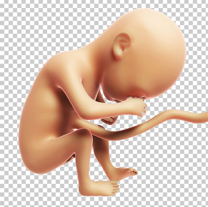 Fetus Stock Photography Month Prenatal Development Illustration PNG, Clipart, Academic Quarter, Arm, Babies, Baby, Baby Animals Free PNG Download