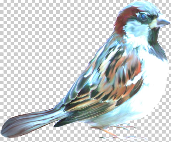 House Sparrow Bird Finches PNG, Clipart, American Sparrows, Animal, Animals, Beak, Bird Free PNG Download