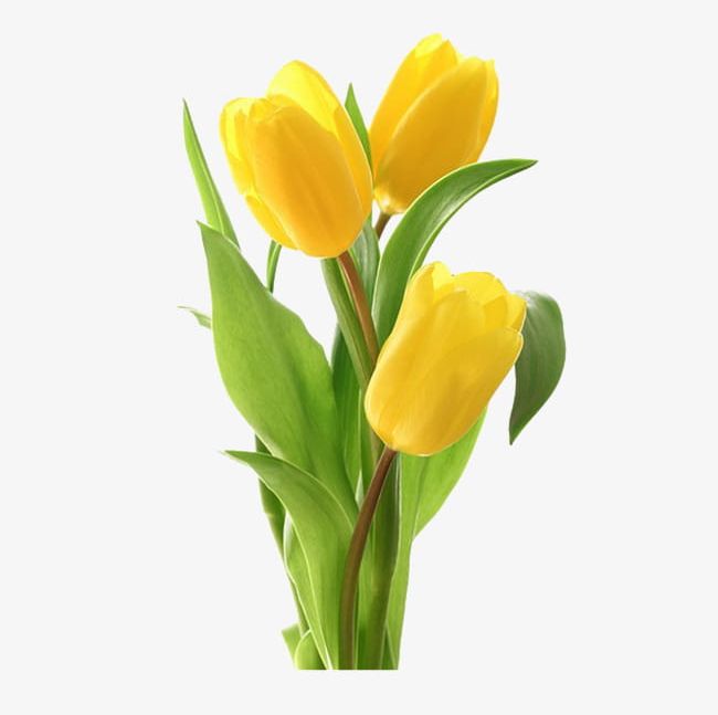 Love Tulips PNG, Clipart, Flower, Flower Language Fraternity, Flowers, Fraternity, Hanging Free PNG Download