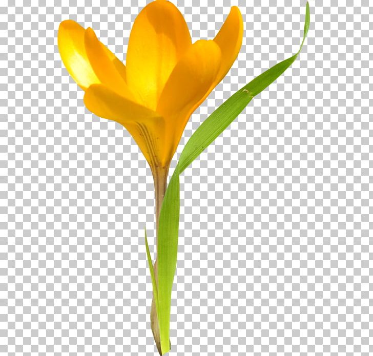 Tulip Cut Flowers Daffodil Plant Stem PNG, Clipart, 2013, Com, Crocus, Cut Flowers, Daffodil Free PNG Download