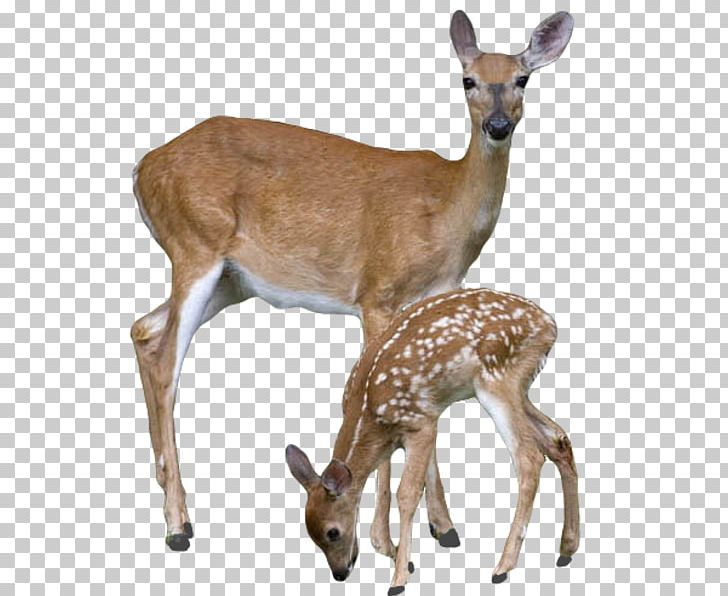 White-tailed Deer Moose Reindeer Roe Deer PNG, Clipart, Antelope, Antler, Deer, Elk, Fauna Free PNG Download