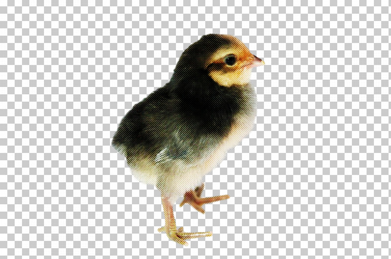 Bird Beak Chicken Perching Bird PNG, Clipart, Beak, Bird, Chicken, Perching Bird Free PNG Download