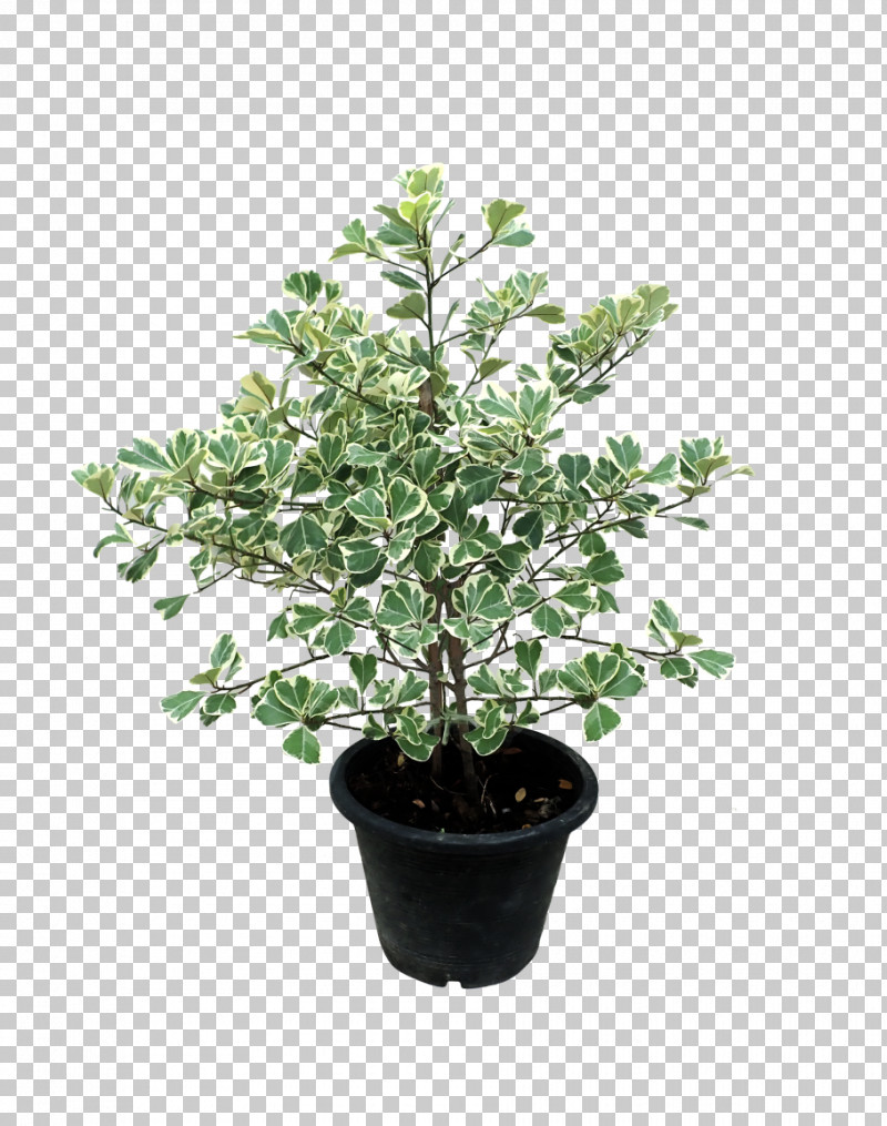 Flower Plant Flowerpot Tree Leaf PNG, Clipart, California Lilac, Flower, Flowerpot, Herb, Houseplant Free PNG Download