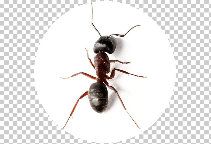 Carpenter Ant Insect JAPCO Pest Control Ltd PNG, Clipart, Animals, Ant, Arthropod, Black Garden Ant, Carpenter Ant Free PNG Download