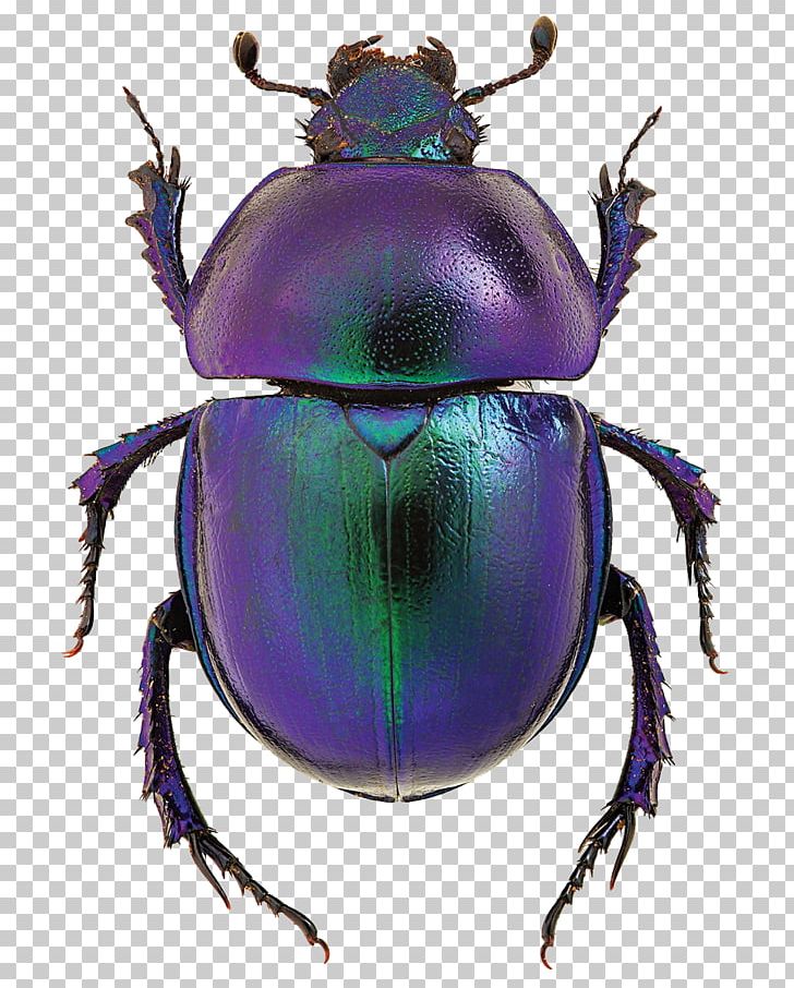 Dung Beetle Goliathus Scarab Stock Photography PNG, Clipart, Animals, Arthropod, Beetle, Dung Beetle, Flightless Dung Beetle Free PNG Download