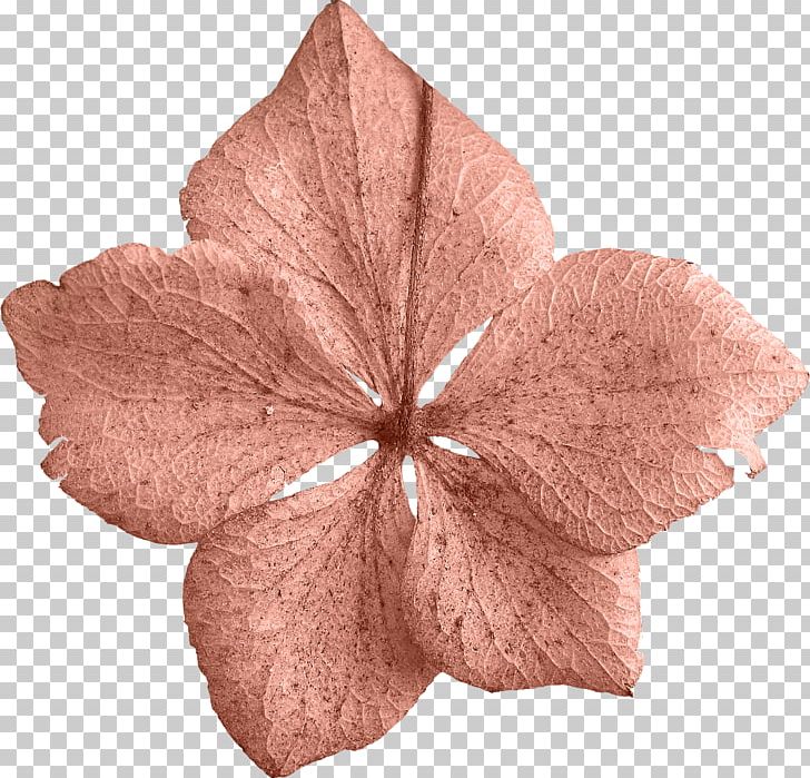 Petal Leaf Flower PNG, Clipart, Albom, Brown, Clip Art, Download, Encapsulated Postscript Free PNG Download
