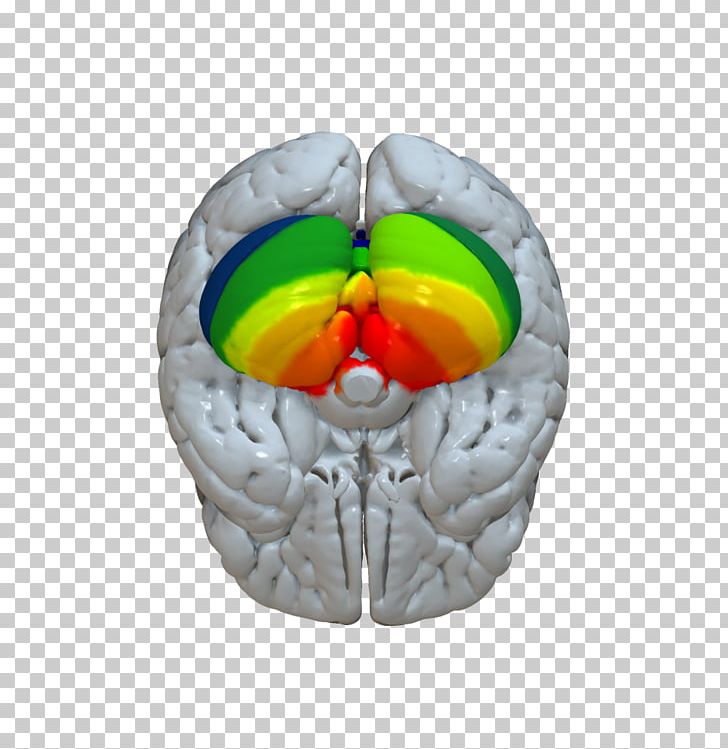 Brain Cerebellum Cerebral Cortex Connectome PNG, Clipart, Anatomy, Atlas, Brain, Cerebellum, Cerebral Cortex Free PNG Download