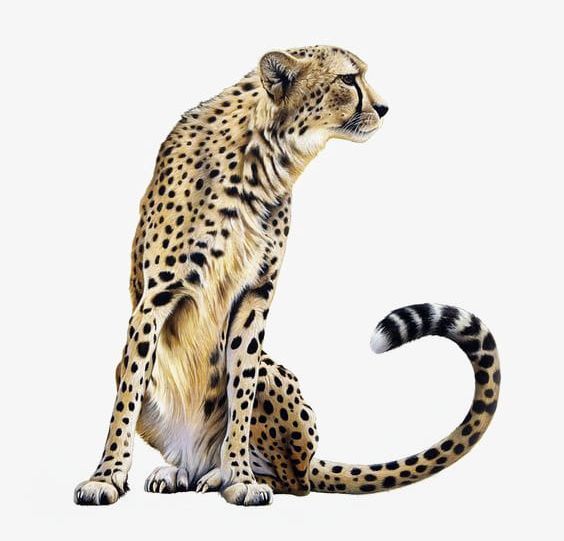 Leopard Spots PNG, Clipart, Animal, Big, Big Cat, Cat, Flare Lens Free PNG Download