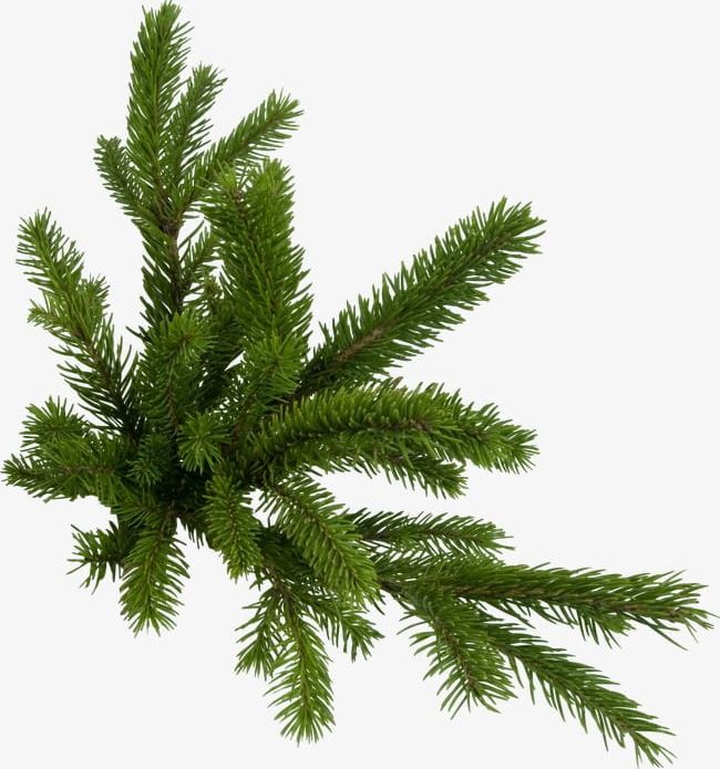 Pine PNG, Clipart, Decoration, Free, Free Pull, Material, Pine Free PNG Download