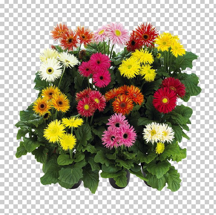 Transvaal Daisy Cut Flowers Floral Design פרחי עד עד PNG, Clipart, Annual Plant, Aster, Chrysanthemum, Chrysanths, Common Sunflower Free PNG Download