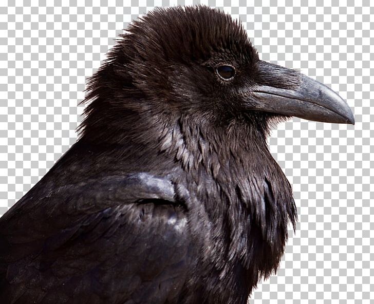 American Crow Bird PNG, Clipart, American Crow, Beak, Bird, Birds, Black Free PNG Download