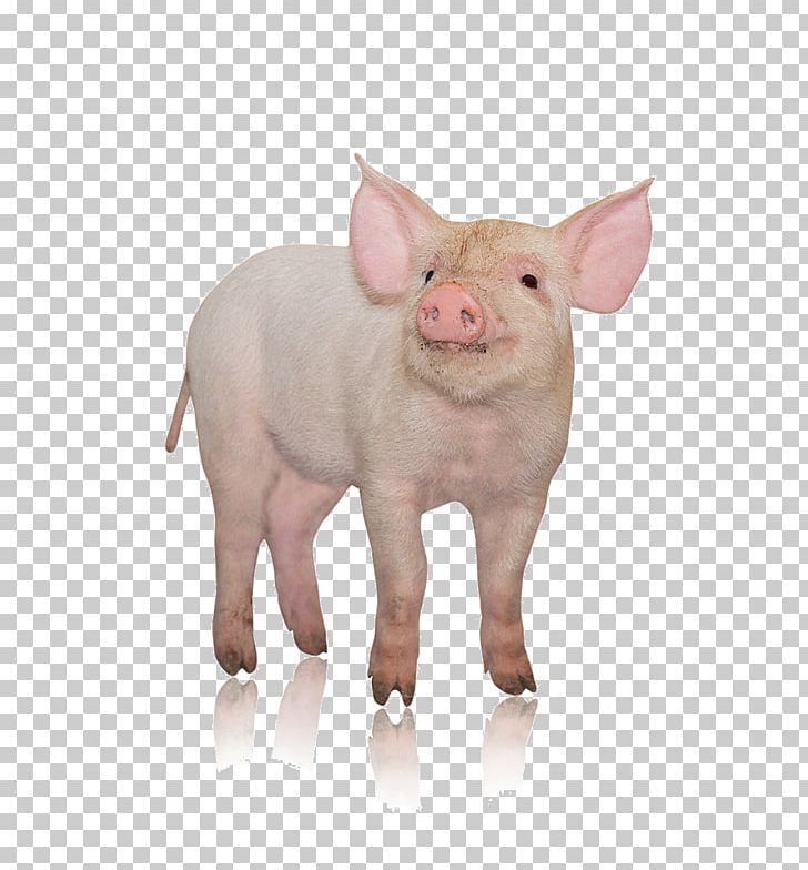 Danish Landrace Pig Photography Pork Livestock PNG, Clipart, Animals, Danish Landrace Pig, Domestic Pig, Farm, Head Free PNG Download