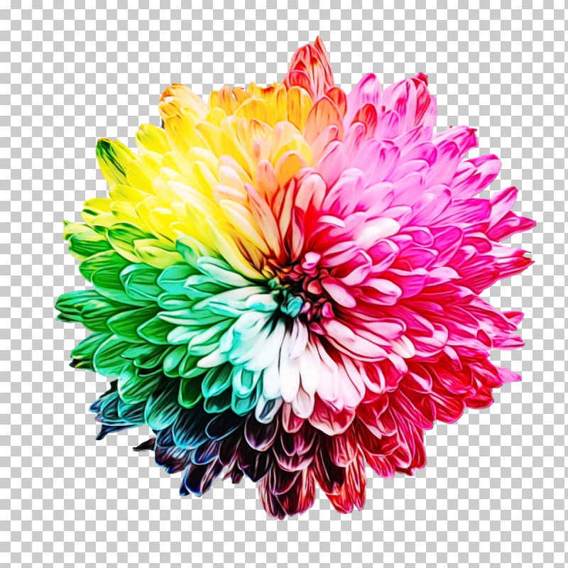 Rose PNG, Clipart, Color, Color Blindness, Color Vision, Cut Flowers, Deutan Defect Free PNG Download