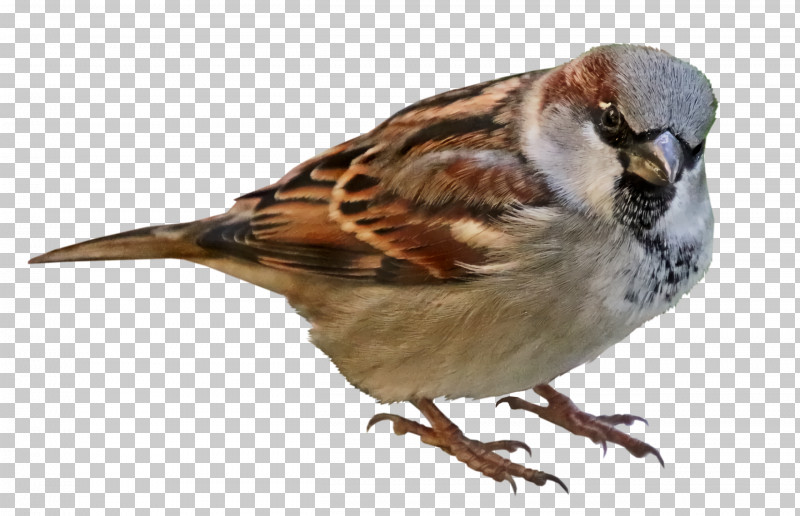 Feather PNG, Clipart, American Sparrows, Beak, Brambling, Feather, Finches Free PNG Download