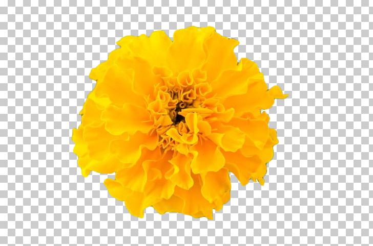 Chrysanthemum Yellow Google S PNG, Clipart, Calendula, Calendula Officinalis, Chrysanths, Computer, Computer Wallpaper Free PNG Download