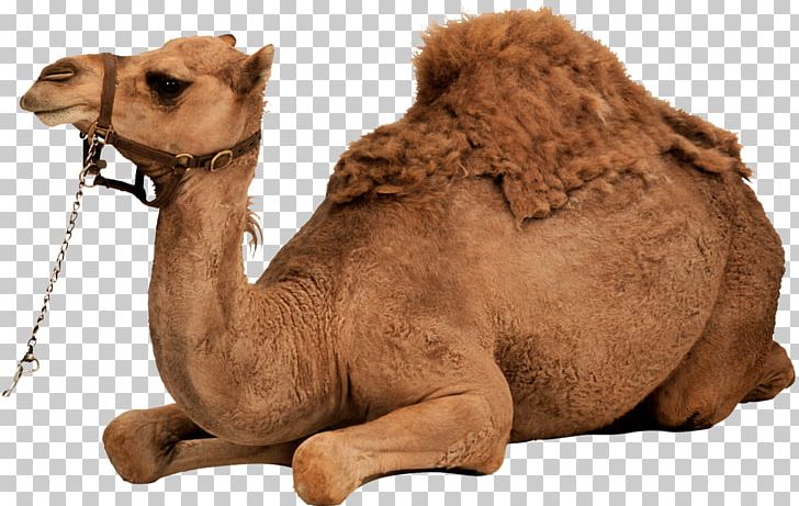 Dromedary Bactrian Camel PNG, Clipart, Animals, Arabian Camel, Bactrian Camel, Camel, Camel Like Mammal Free PNG Download