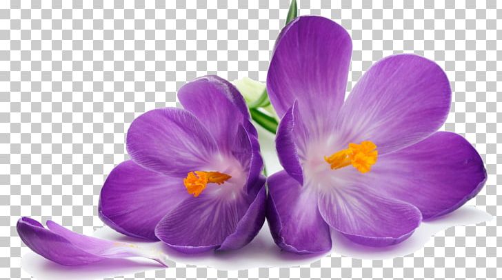 Purple Flower Stock Photography PNG, Clipart, Blue, Color, Crocus, Dark Purple, Floral Design Free PNG Download