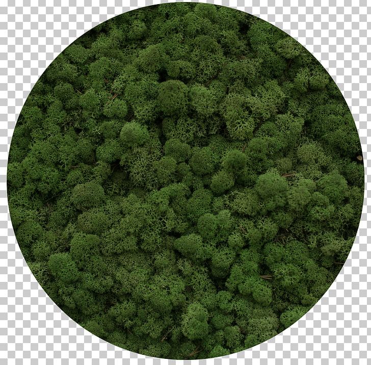 Reindeer Lichen Moss Yagel Plants Green PNG, Clipart, Artikel, Color, Diens, Grass, Green Free PNG Download