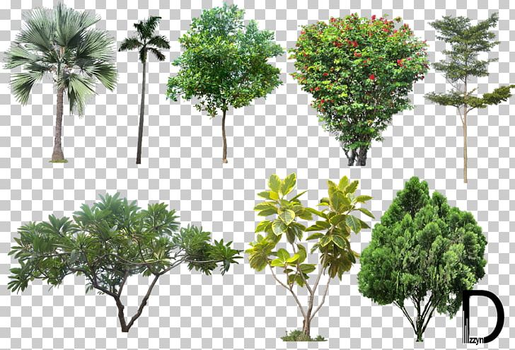 Tree Architectural Rendering PNG, Clipart, 3d Computer Graphics, Architectural Rendering, Branch, Desktop Wallpaper, Evergreen Free PNG Download