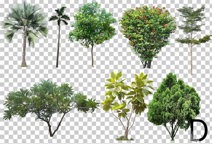 Imgbin Tree Architectural Rendering Trees Ady26GQ7Fuz8CwWpCp8CnTGxb 