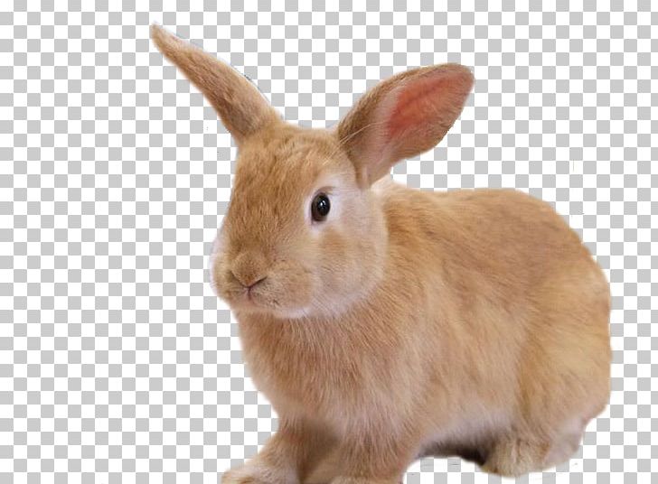 Hare Domestic Rabbit Tutorial PNG, Clipart, Adobe After Effects, Animal, Animals, Domestic Rabbit, Fauna Free PNG Download