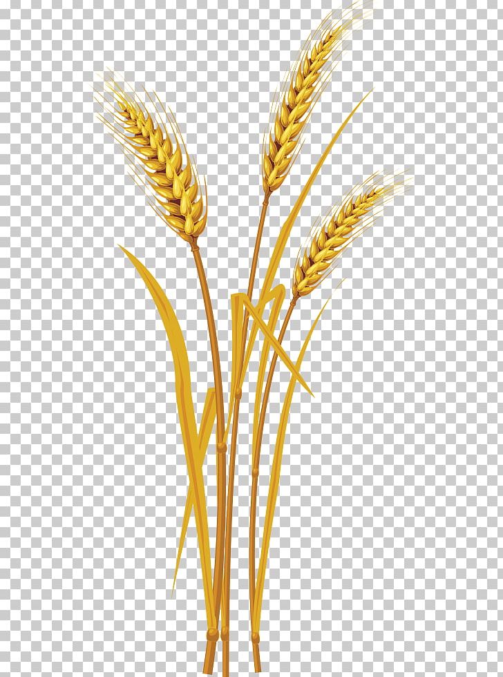 Portable Network Graphics Cereal Ear Grain PNG, Clipart, Barley, Caryopsis, Cereal, Cereal Germ, Commodity Free PNG Download