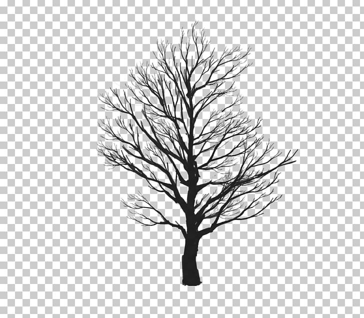 Stock Photography Mural Birch PNG, Clipart, Art, Birch, Black And White, Branch, Deviantart Free PNG Download