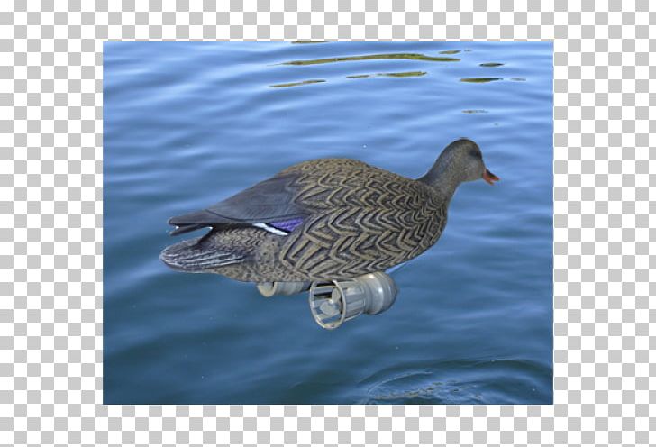 Mallard Goose Seaducks Water PNG, Clipart, Animals, Beak, Bird, Duck, Duck Decoy Free PNG Download