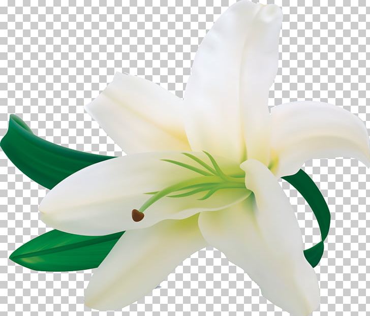 Portable Network Graphics Madonna Lily Amaryllis PNG, Clipart, Amaryllidaceae, Amaryllis, Cut Flowers, Digital Image, Drawing Free PNG Download