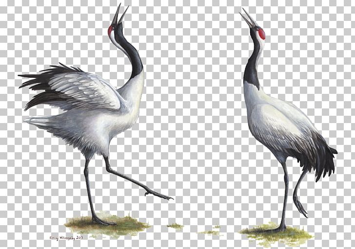 Red-crowned Crane Bird Grey Crowned Crane Endangered Species PNG, Clipart, Art, Beak, Bird, Courtship Display, Crane Free PNG Download