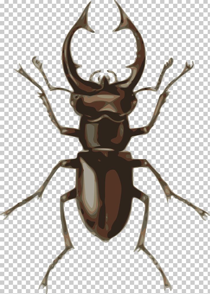 Stag Beetle PNG, Clipart, Animals, Antler, Arthropod, Beetle, Insect Free PNG Download